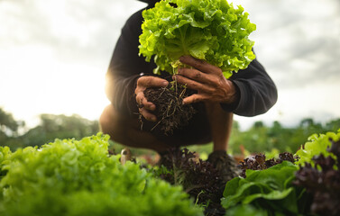 Farmer close-up holding and picking up green lettuce salad leaves with roots - obrazy, fototapety, plakaty