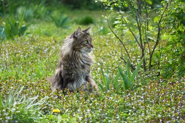 Naklejka na ściany i meble Tabby Maine Coon cat standing in the blooming meadow. Pet walking outdoor adventure. Cat close up. Domestic cat in the garden