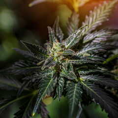 Hemp cones with green and yellow leaves, macro view.Cannabis is a standoff between a drug and a medicine.Female cannabis bush with blooming flowers and white stigmas.