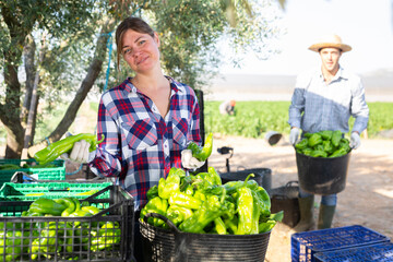 Naklejka na ściany i meble Farmer woman stacking green bell peppers in basket in a farm backyard after harvest