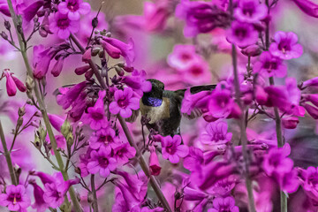 Black-chinned Hummingbird (Archilochus alexandri) Feeding in a Forest of Parry's Penstemon (Pentstemon parryi) Blooms - 608434642