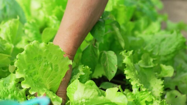 A woman's hand plucks lettuce leaves in the beds in the greenhouse.