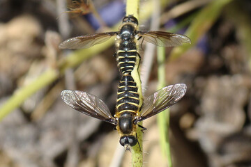 Lomate Bee Flies mating (Lomatia sp.)