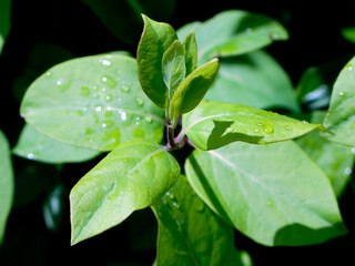 hojas verdes con gotas de agua