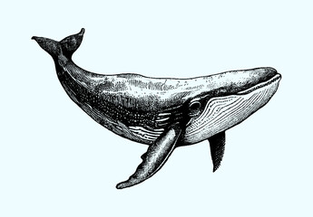 Big whale isolated on a isolated background, sketch, engraving, big whale, sperm whale. Vector	
 - obrazy, fototapety, plakaty