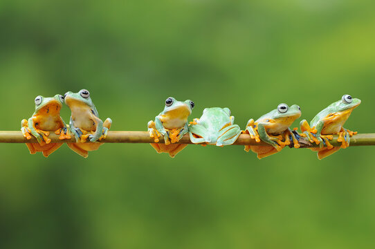Six javan tree frogs sitting on a branch with one facing the other way, Indonesia