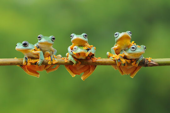 Fototapeta Six javan tree frogs sitting on a branch, Indonesia