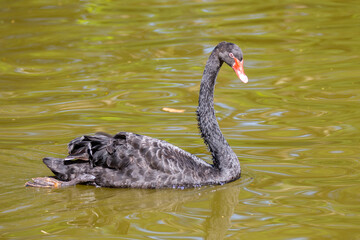 Naklejka premium Isolated black swan swimming in tranquil lake