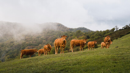 Fototapeta premium group of beef cows or cattle on the green mountain in the rural environment of aiaralde in the Basque Country
