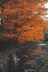 Fall orange tree near a stream of water