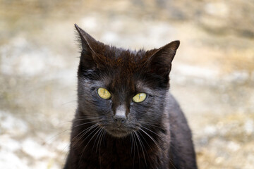 Portrait of a black cat with yellow eyes