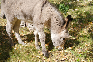 foal, donkey, Equus asinus, Equus africanus asinus with foal grazes on home farm in mountains...