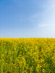 Obraz premium Yellow agricultural agro field of rapeseed plant culture. Yellow-blue background for tourism, design, advertising and agro business