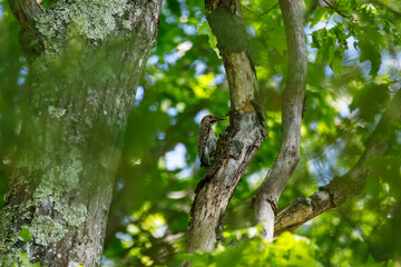 A northern flicker (colaptes auratus) perched on a tree in DelCarte conservation area