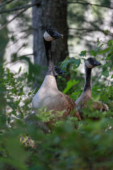 One adult goose and two goslings (branta canadensis) walking through brush in Wollomonopoag Conservation Area in Wrentham, MA
