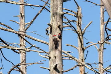 a male pileated woodpecker (dryocopus pileatus) returning to it's nest to tend to it's male chick in the nest in Wollomonopag Conservation Area 