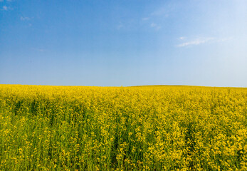 Obraz premium Yellow agricultural agro field of rapeseed plant culture. Yellow-blue background for tourism, design, advertising and agro business
