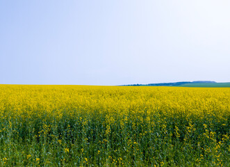 Yellow agricultural agro field of rapeseed plant culture. Yellow-blue background for tourism, design, advertising and agro business