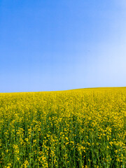 Obraz premium Yellow agricultural agro field of rapeseed plant culture. Yellow-blue background for tourism, design, advertising and agro business