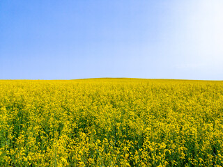 Obraz premium Yellow agricultural agro field of rapeseed plant culture. Yellow-blue background for tourism, design, advertising and agro business