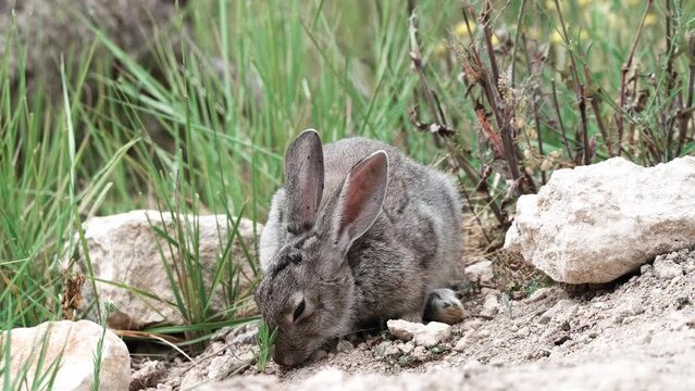  conejo salvaje comiendo hierbas silvestres