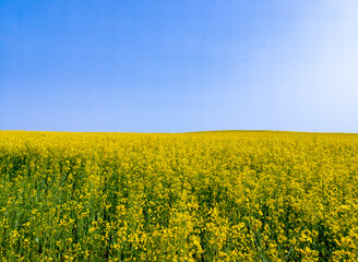 Obraz premium Yellow agricultural agro field of rapeseed plant culture. Yellow-blue background for tourism, design, advertising and agro business