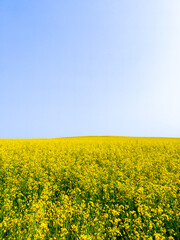Obraz premium Yellow agricultural agro field of rapeseed plant culture. Yellow-blue background for tourism, design, advertising and agro business