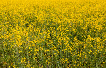 Yellow agricultural agro field of rapeseed plant culture. Yellow-blue background for tourism, design, advertising and agro business