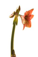 Hippeastrum (amaryllis) 