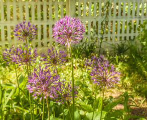 Obraz premium Allium hollandicum 'Purple Sensation' (Ornamental Onion)