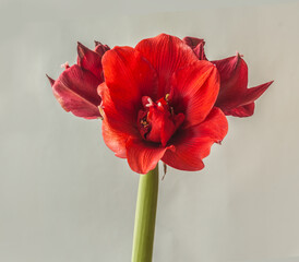 Fototapeta na wymiar Bloom dark red Hippeastrum (amaryllis) 
