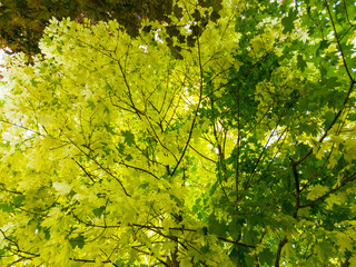 Beautiful background of yellow maple tree foliage