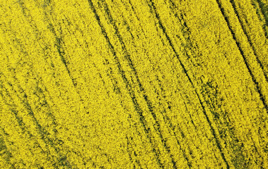 Aerial view of the yellow agricultural agro field of rapeseed plant culture. Yellow background for tourism, design, advertising and agro business