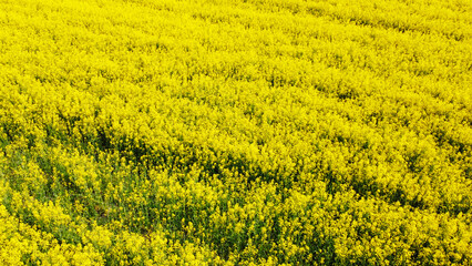 Aerial view of the yellow agricultural agro field of rapeseed plant culture. Yellow background for tourism, design, advertising and agro business