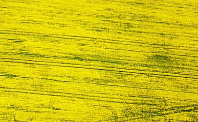 Aerial view of the yellow agricultural agro field of rapeseed plant culture. Yellow background for tourism, design, advertising and agro business