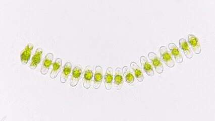 Spondylosium javanicum, a species of filamentous green algae that produce exopolysaccharide....