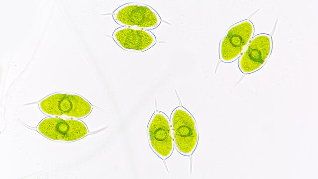 Staurodesmus convergens, a single cell freshwater green microalgae that produce exopolysaccharide. 40x objective lens. Live cell.