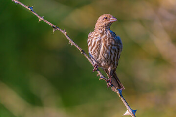 Cassin's finch (Male) on branch