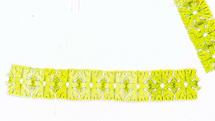 Filament-forming phytoplankton, Micrasterias foliacea. Live cell. Selective focus