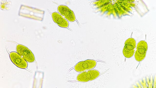 Staurodesmus convergens, a single cell freshwater green microalgae that produce exopolysaccharide. 40x objective lens. Live cell.