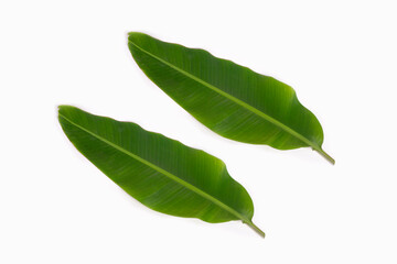 Fototapeta premium two banana leaves isolated on white background, supine position