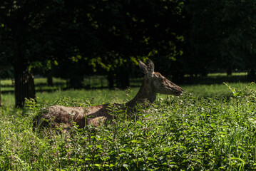 Deer in a green forest. Sunny warm day in Surrey.