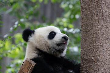 Fototapeta premium Close up smart female panda, Mei Lan aka Rou Rou