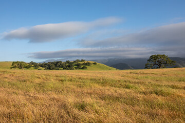 Fototapeta premium Santa Ynez Valley, wine country, California, landscape with grassy hills and blue sky