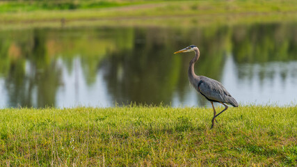 Purple heron