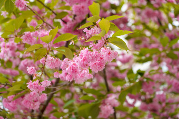 Sakura tree flowers in early spring. Blossoming season of cherry and plum trees. Background with selective focus