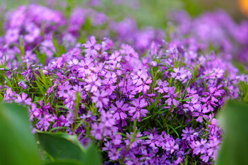 Flowers in a flowerbed Phlox subulate. Greening the urban environment. Background with selective focus