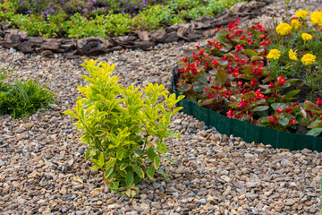 Euonymus in the landscaping of the city. Beautiful flower beds in an urban environment. Background