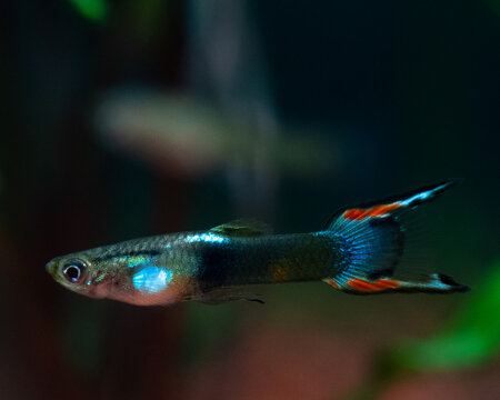Endler Guppy (Poecilia Wingei)