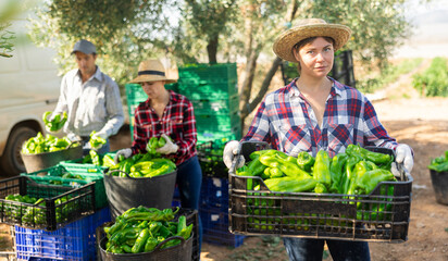 Young woman professional farmer holding crate full of bell peppers in a farm field